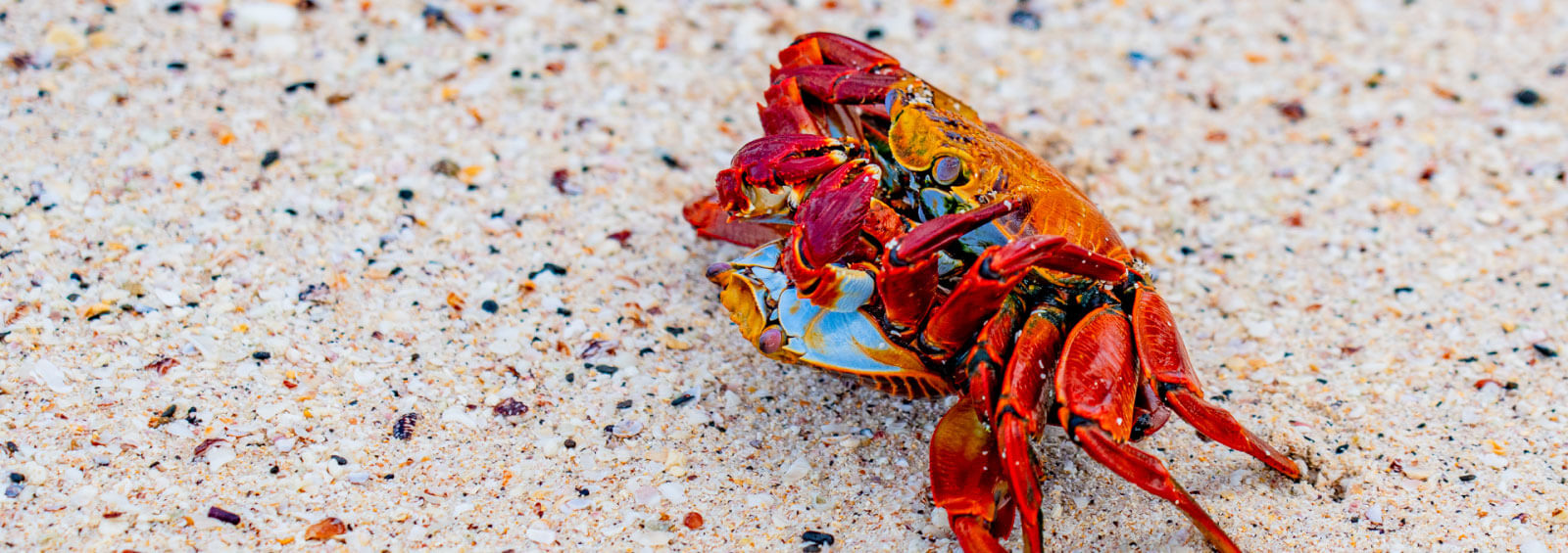 Crab